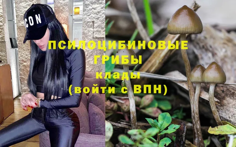 Галлюциногенные грибы Psilocybe  Краснозаводск 